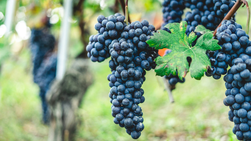 10 Great Barolo Wines